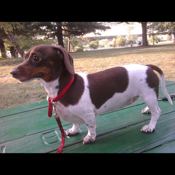 Meet your Posher - Picture 4 of 4